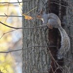 Scoiattolo grigio (Sciurus carolinensis) Wikimedia lwolfartist